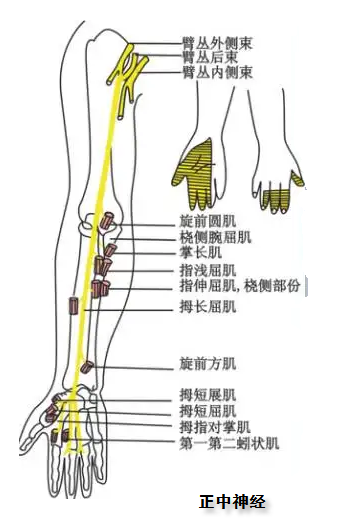 ①虎口,拇指背侧,食指近中节背侧麻木,属桡神经支配,取尺泽,曲池,合谷