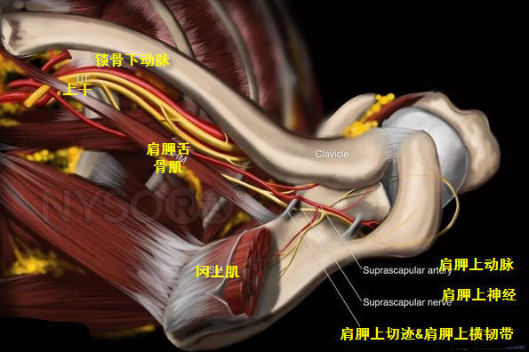 肩胛上神经.jpg