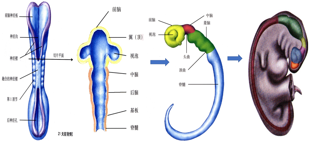神经管畸形简介_产前检查_产前检查相关疾病 - 好大夫在线