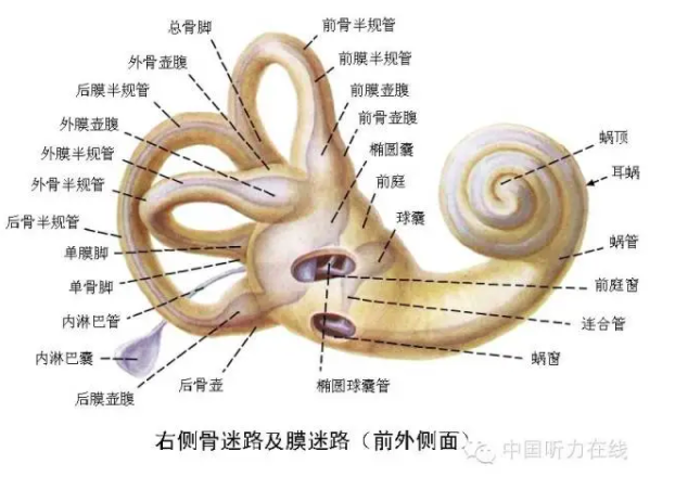 什么是骨迷路 什么是膜迷路 好大夫在线