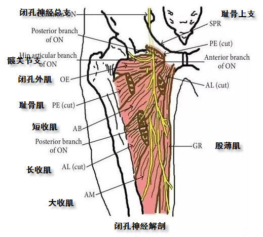 闭孔神经衍生自 l2～4神经前支,自髂腰肌内侧缘穿出,在腰大肌后方和