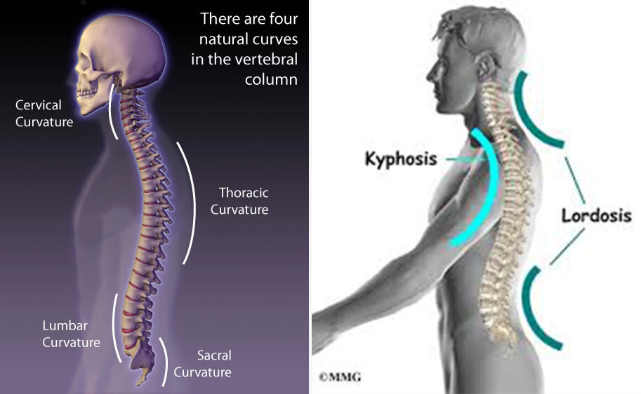 脊柱生理弯曲.jpg