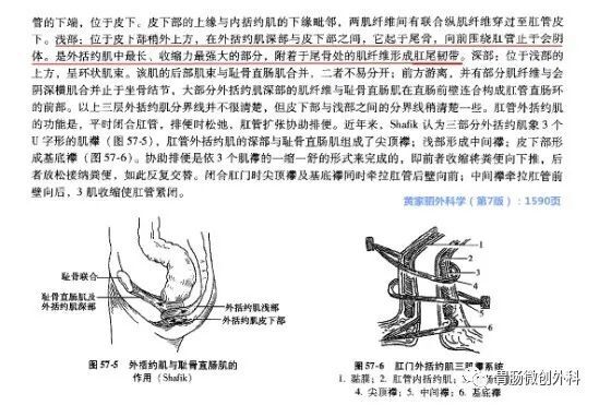 裂孔韧带,肛尾缝和肛尾韧带 - 好大夫在线