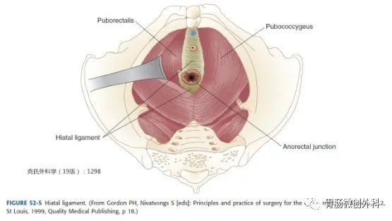 裂孔韧带,肛尾缝和肛尾韧带 - 好大夫在线