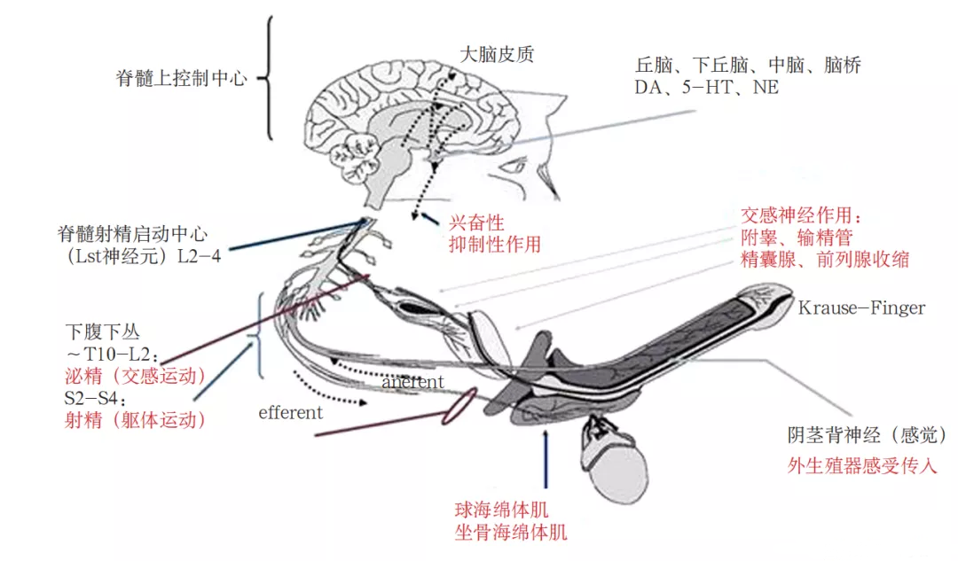 三級控制(大腦,脊髓和各種神經分中心),四類神經(軀體感覺,軀體運動