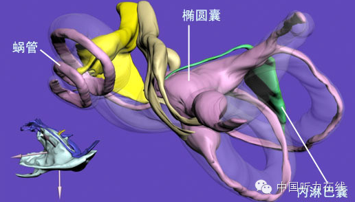 前庭导水管扩大,知多少? - 好大夫在线