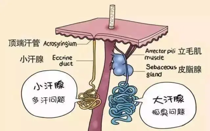 怎麼辦_腋臭_介紹_發病原因_治療方式 - 好大夫在線