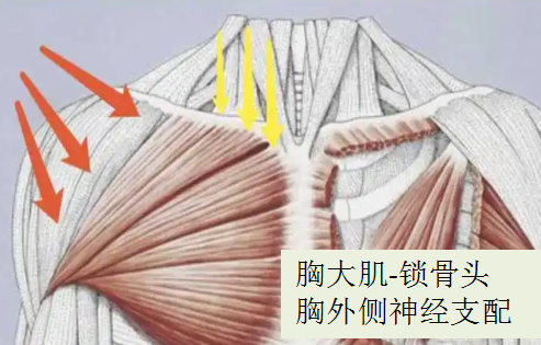 2胸大肌-鎖骨頭(pectoralis major - clavicular head):胸大肌位置表