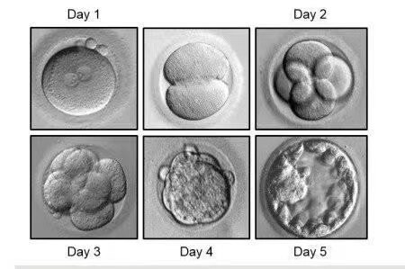 什么是试管婴儿胚胎冻融(试管婴儿冻融胚胎移植成功率)-第2张图片-鲸幼网