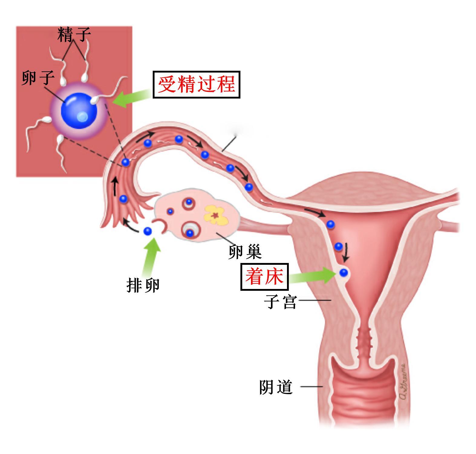 什么是生化妊娠?妊娠又是怎么发生的?