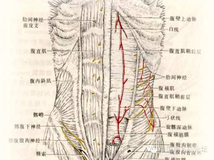 半月线和弓状线图片图片