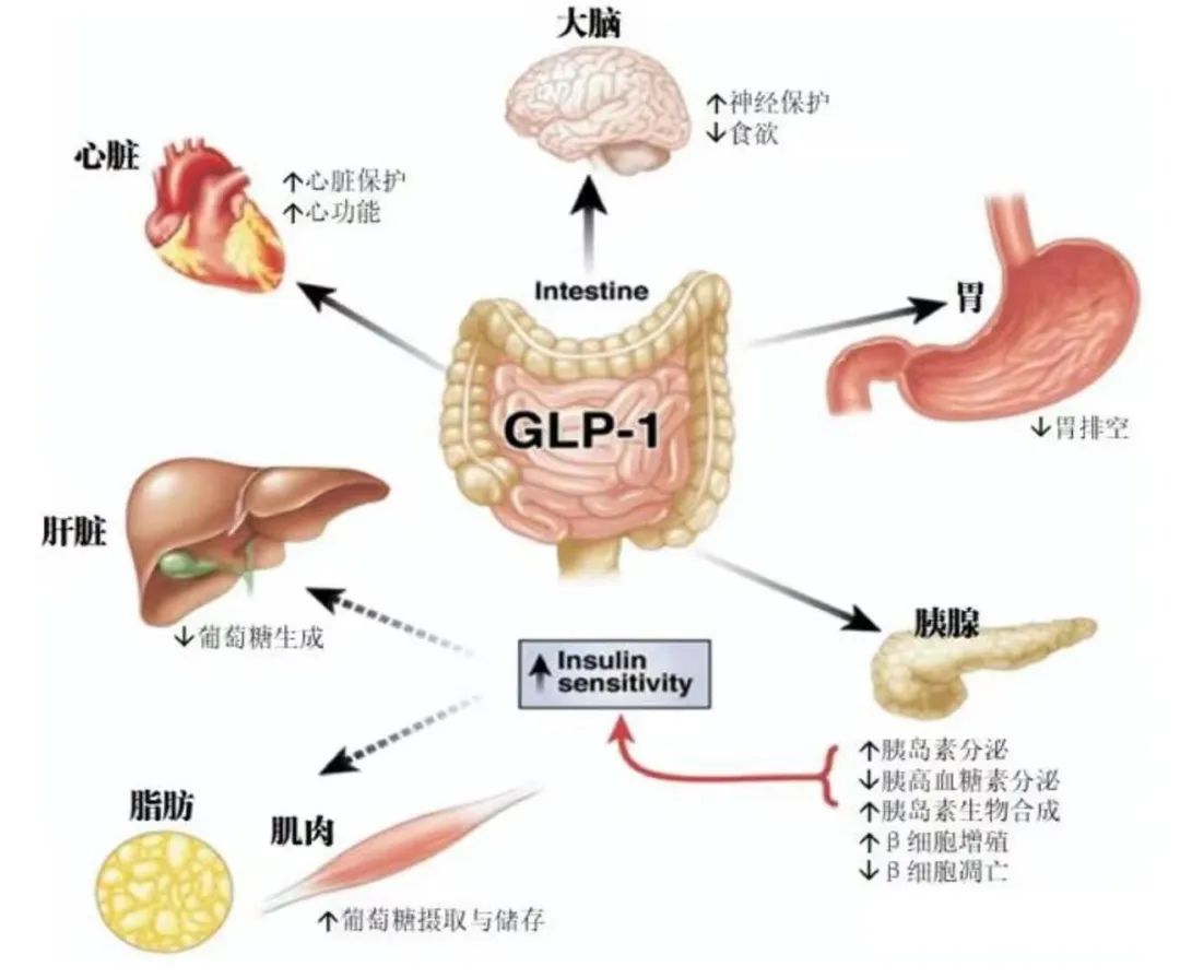 GLP-1__-