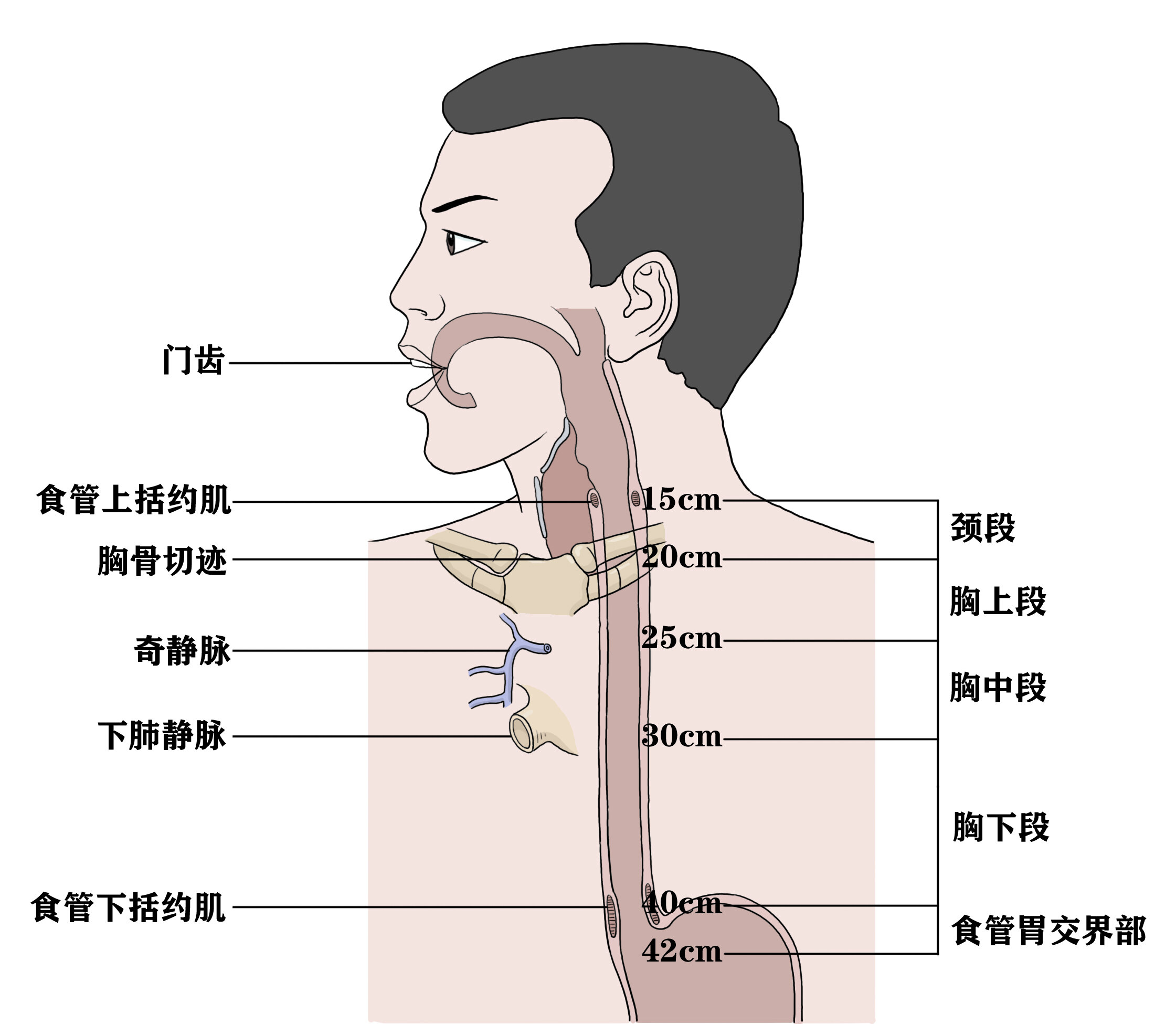 食管在脖子位置图片图片