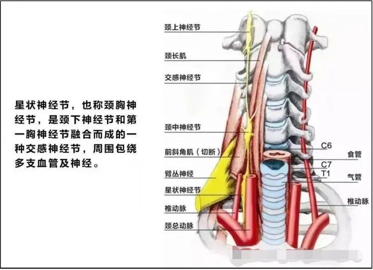 带大家了解，颈交感神经阻滞（星状神经节阻滞）_神经阻滞治疗_神经阻滞治疗治疗介绍 - 好大夫在线