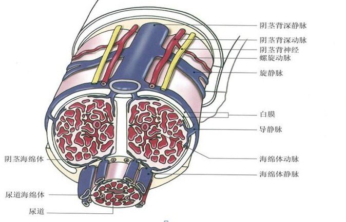 丁丁正常根部图片