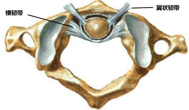 寰枢关节解剖.jpg