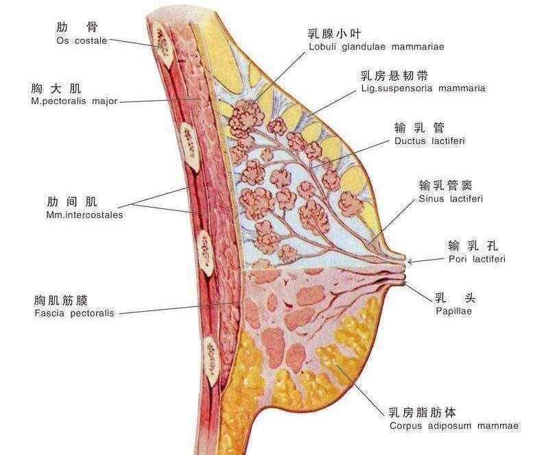 乳房的大小主要与乳房内的脂肪量有关,而腺体才是乳汁分泌的部位,虽然