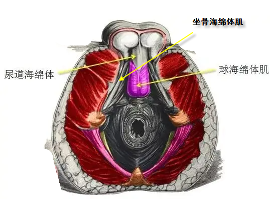 海绵体肿胀图片