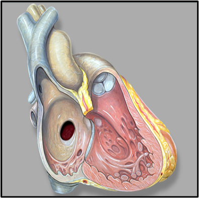 心脏里面多个心眼是怎么回事?_房间隔缺损_介绍_检查 - 好大夫在线