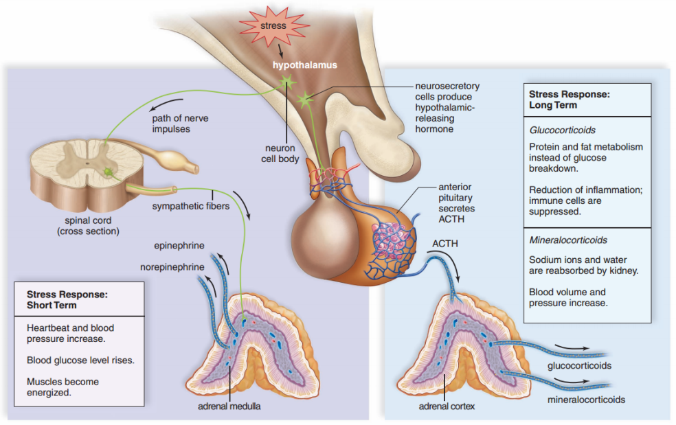 腺体分肾上腺皮质和肾上腺髓质两部分,周围部分是皮质,内部是髓质