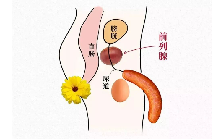 前列腺炎位置 男生图片