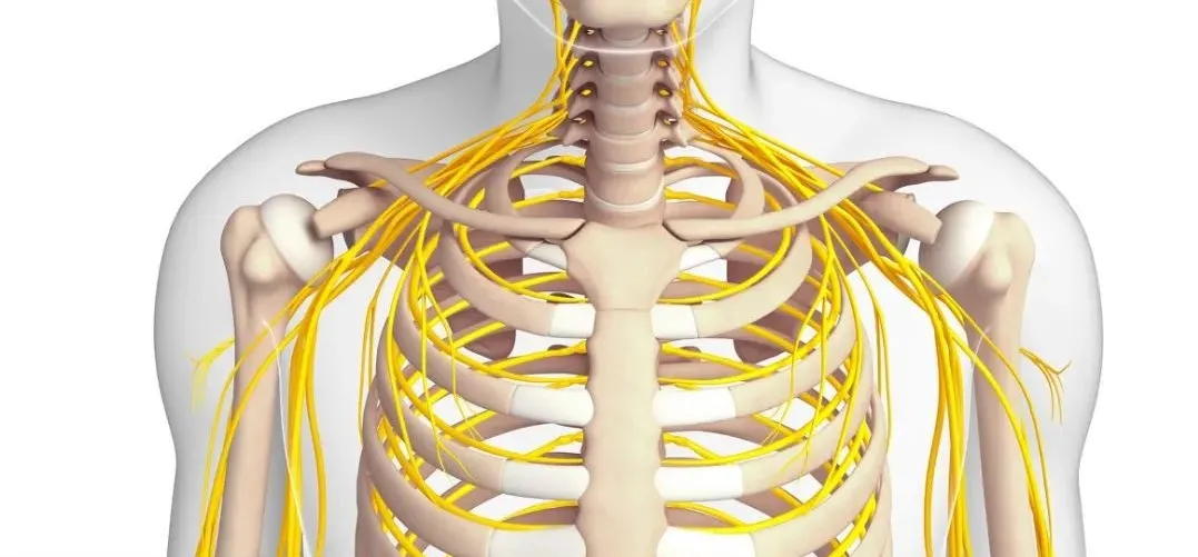 肋间神经走向示意图图片