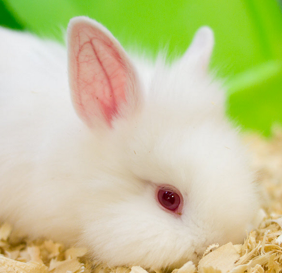 兔子萌宠,红眼睛尤其可爱卯兔贺岁,迎新纳福!
