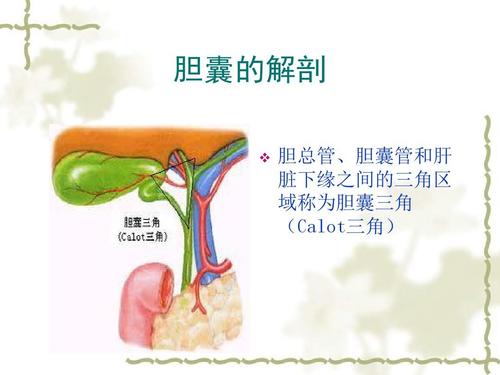 在膽囊管和膽囊床之間分離出清晰的手術視野,明確膽管結構後再使用