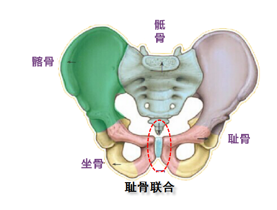 产后腹痛与耻骨联合错位有关系吗 好大夫在线 产后腹痛与耻骨联合错位有关系吗 好大夫在线