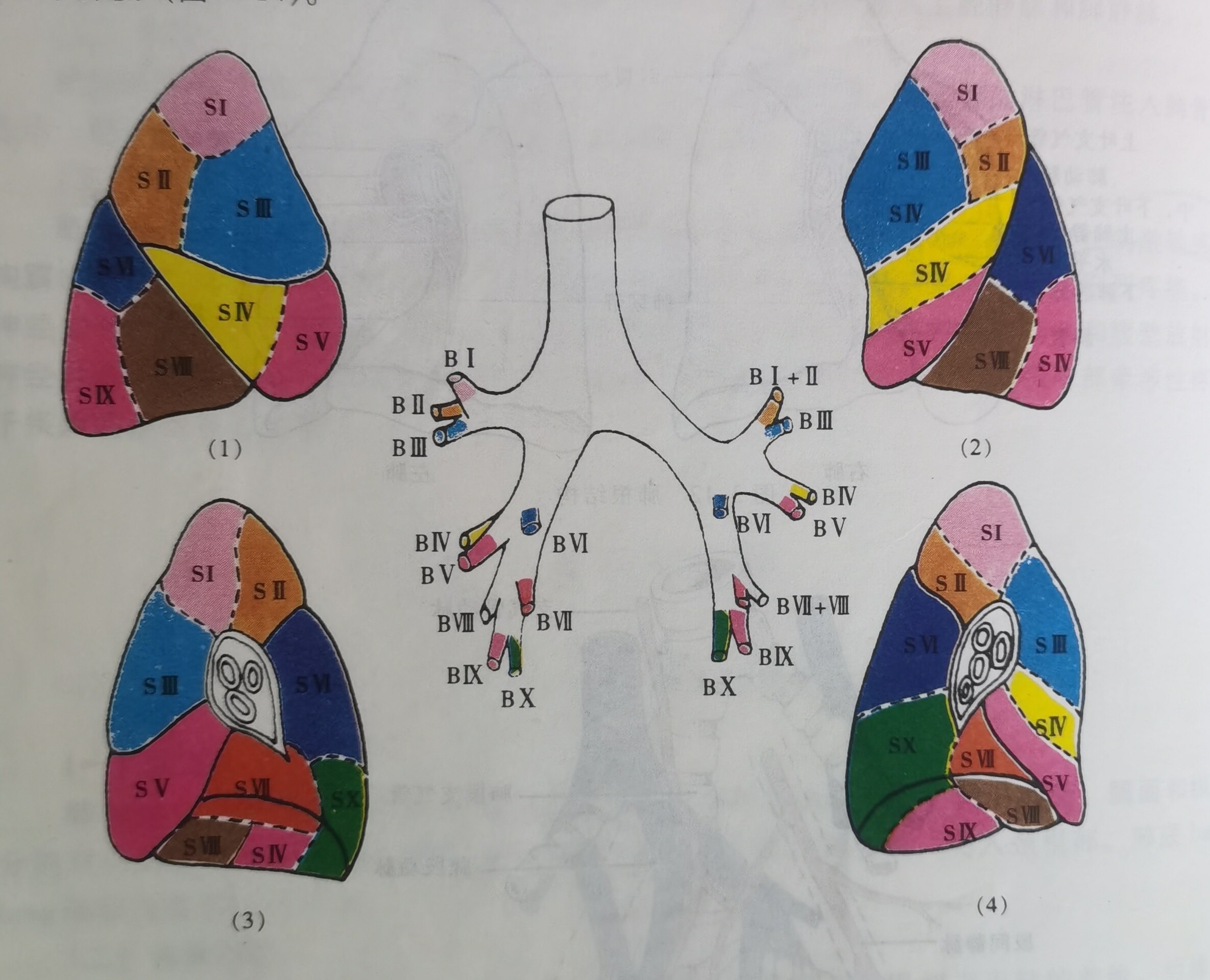 肺部左二右三的简易图图片