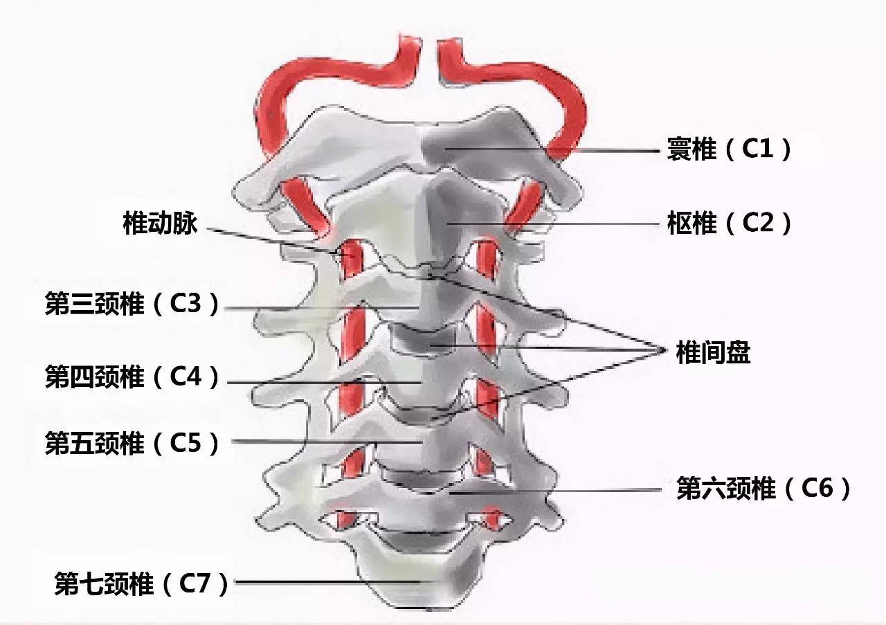颈椎上承头颅,下接躯干,既是脊椎中活动最多部位,也是神经中枢最重要