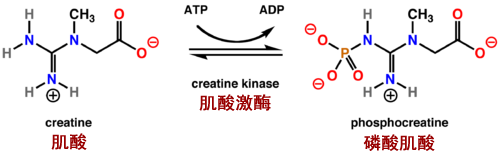 替比夫定治疗期间为什么要监测ck