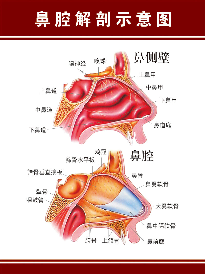科普鼻出血我们该如何处理