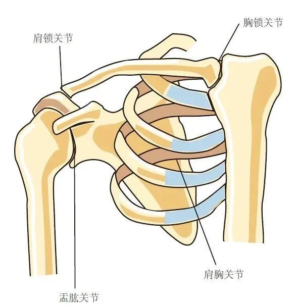 肩锁关节解剖图解图片