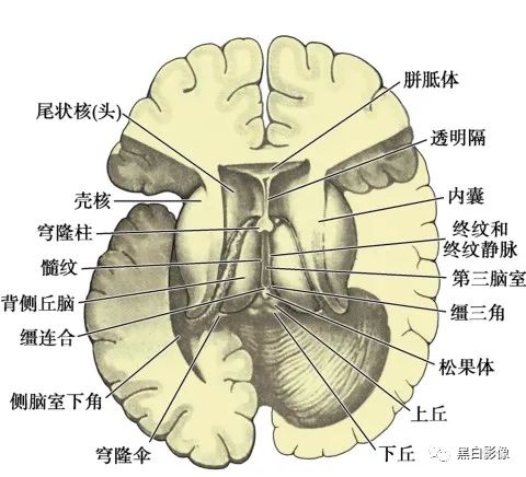 丘脑解剖 - 好大夫在线