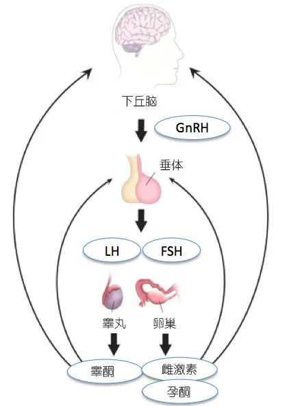 父母一定要了解的男孩青春期性發育等秘密