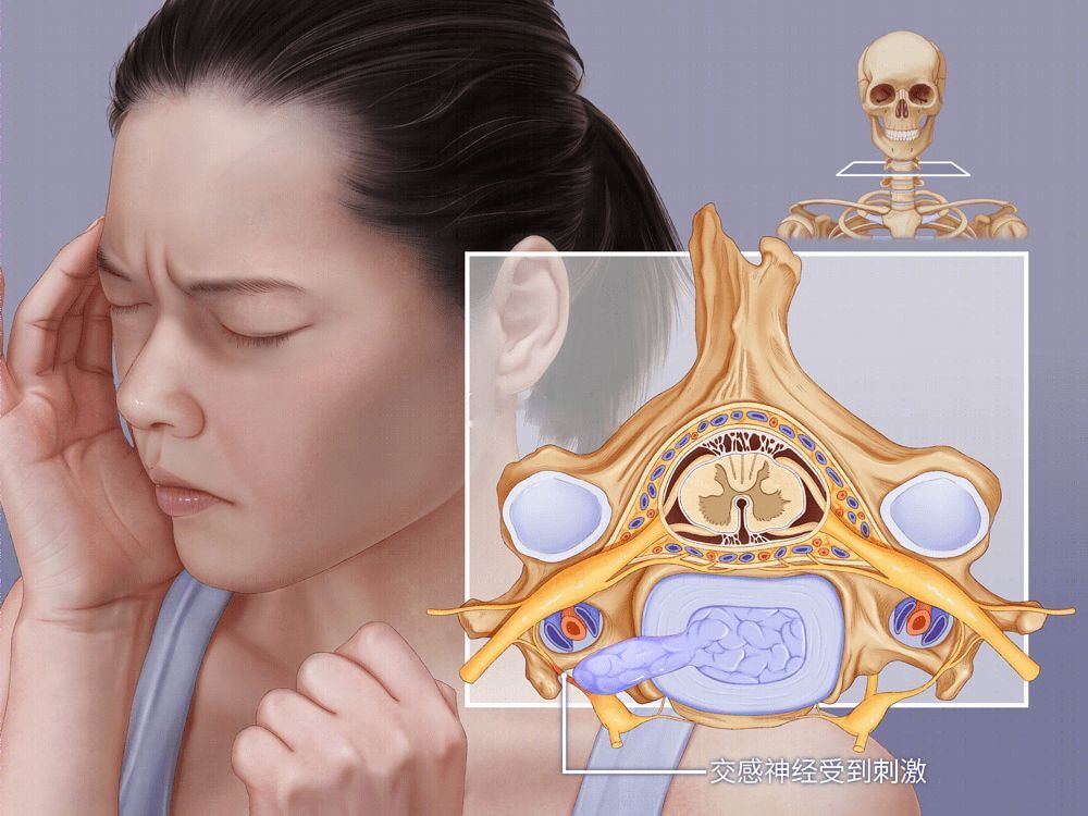 颈部交感神经位置图片图片