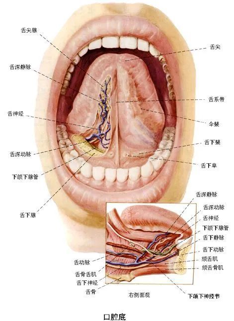 舌头血管分布图图片