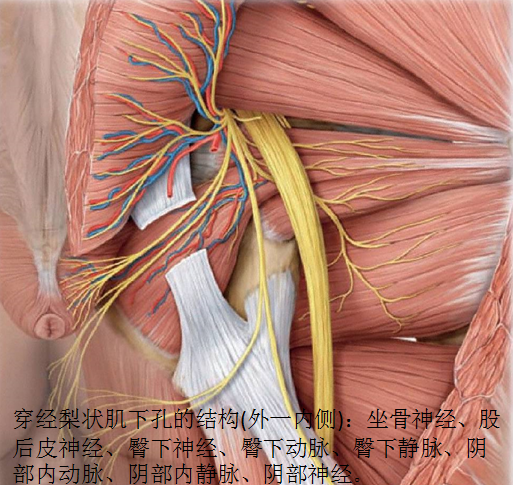 盆底痛发病率高,首先了解肌肉运动的神经调控 - 好大夫在线