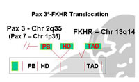 图9：PAX与FKHR基因的相互转位形成杂交“癌基因”