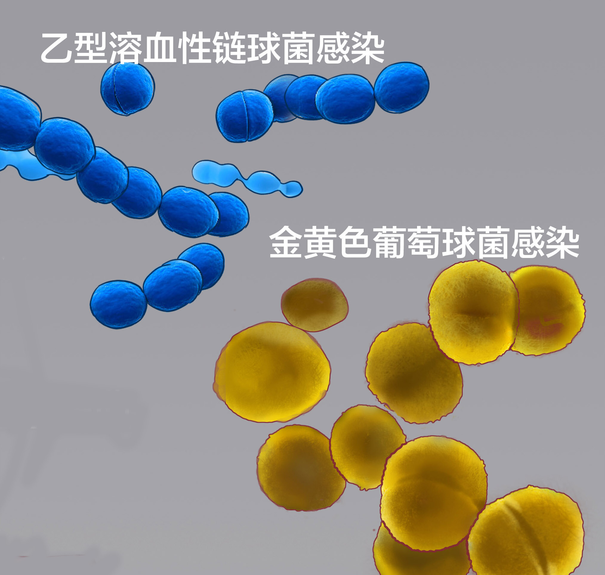 乙型溶血性链球菌手绘图片