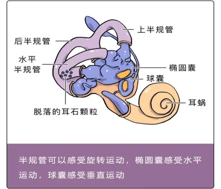 眩晕科普第三期：前庭神经炎 - 好大夫在线