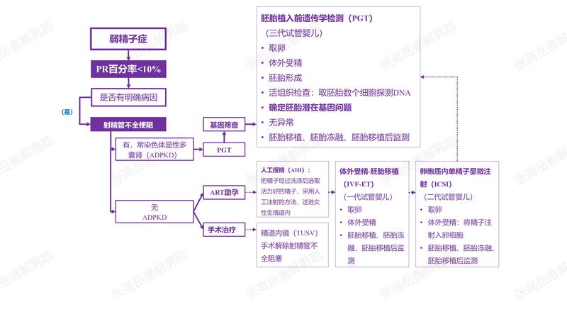 男性不育：弱精子症（射精管不全梗阻）.jpg