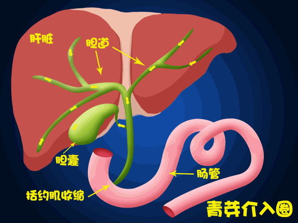 肝脏可以把间接胆红素变成直接胆红素(黄色),然后和其它一些物质形成