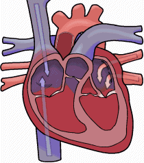 心脏结构卡通图片图片