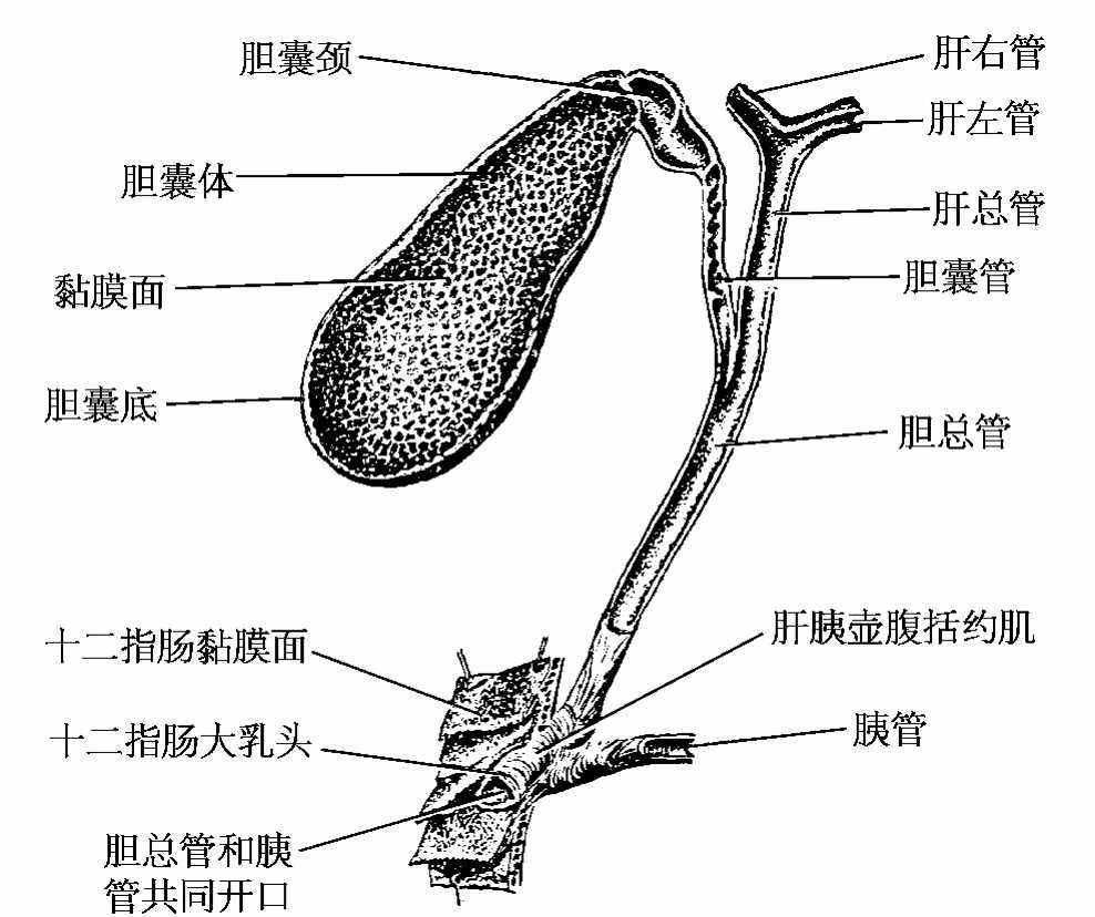 健康科普(一)走进胆囊 ——胆囊的发育、解剖以及生理功能 - 好大夫在线
