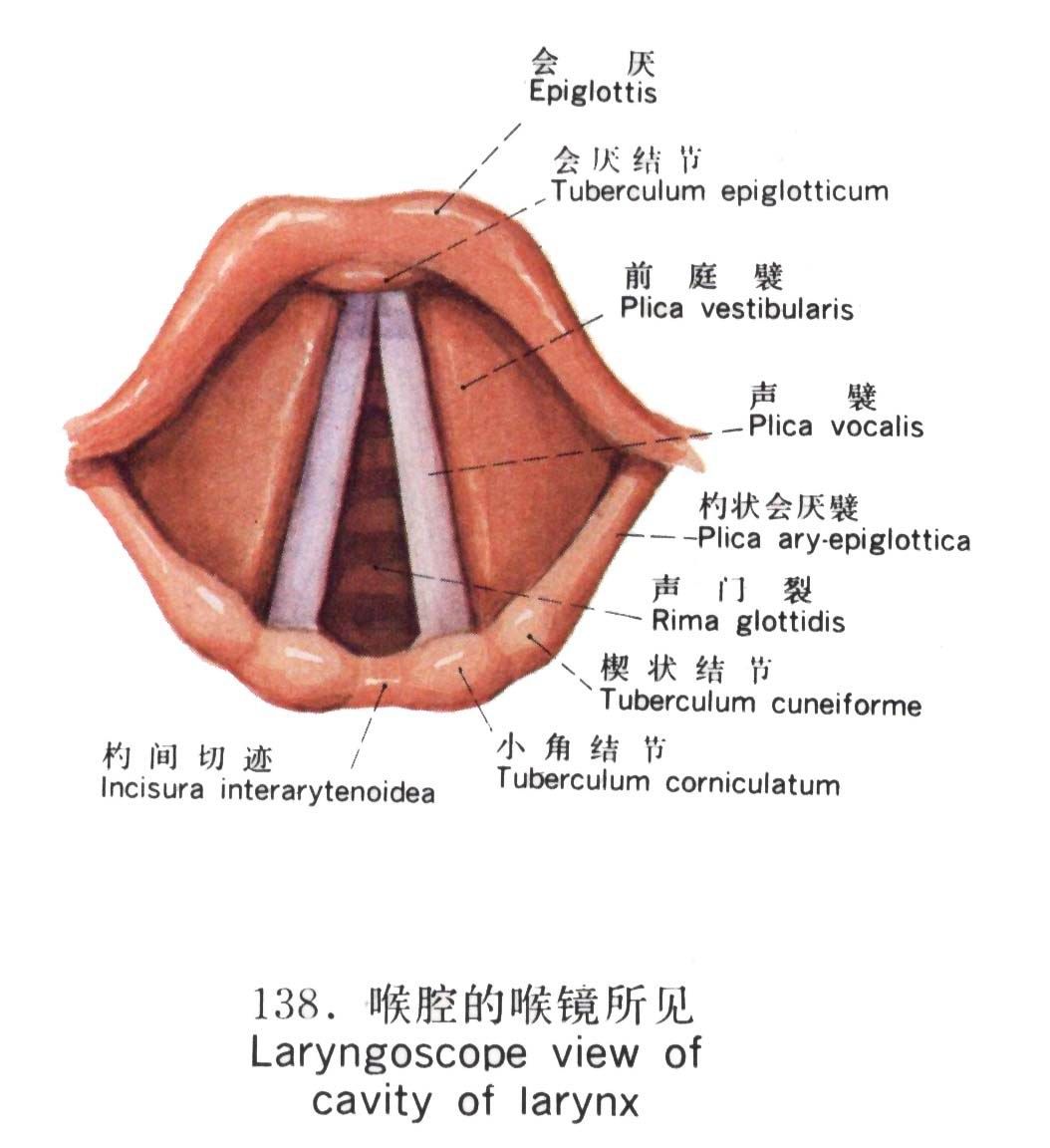 喉镜下声门解剖图图片