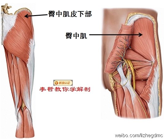 護髖健髖:首練臀中肌