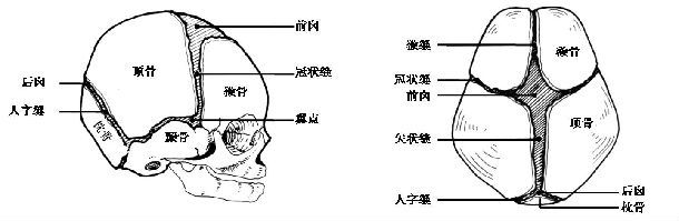 顱縫早閉的診斷和治療