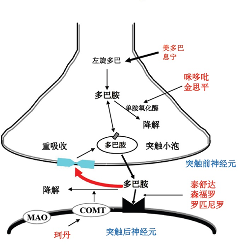 (5)抗胆碱能制剂:盐酸苯海索(安坦)等(4)儿茶酚-氧位-甲基转移酶